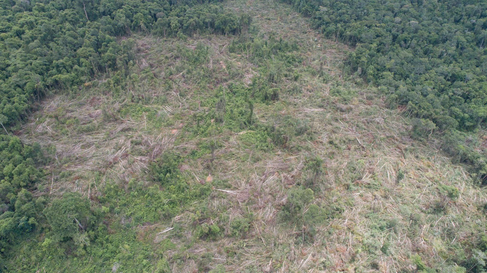 Illegal logging threatens Prey Lang Wildlife Sanctuary, says CYN report